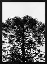 Monkey Puzzle Poster