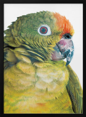 Parrot Poster