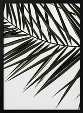 Phoenix Frond Poster