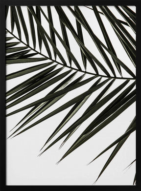 Phoenix Frond Poster