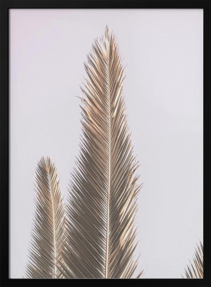 Phoenix Palm Poster