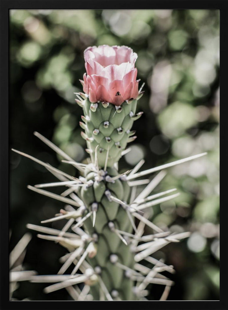 Pink Desert Bloom Poster