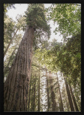 Redwoods Poster