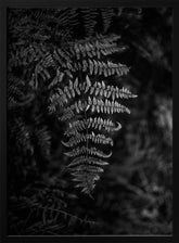 Silver Fern Poster