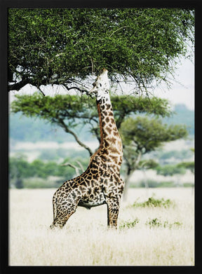 Giraff Stretch In Serengeti Poster