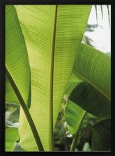 Tropic Bananna Poster