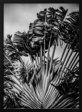 Tropical Dancer Poster