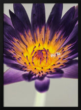 Water Lilly Poster