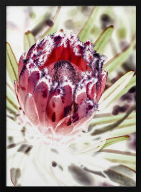 Wild Protea Poster