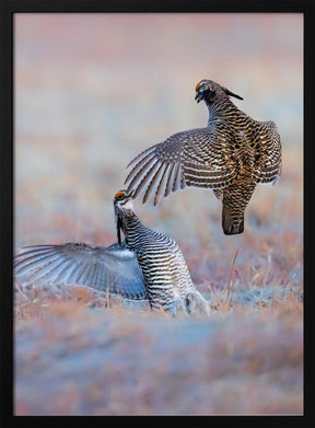 Greater Prairie Chicken-Morning Talking Poster