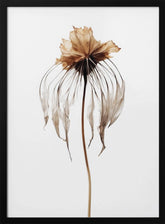 Dry Jelly Fish Flower Poster