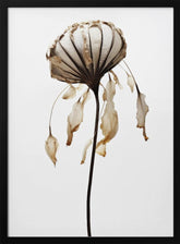 Dry Sea Shell Flower Poster