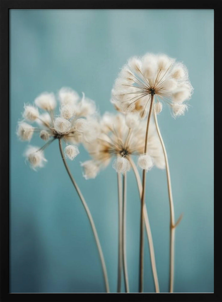 Fluffy Flowers Poster