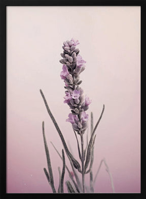 Pastel Lavender Poster