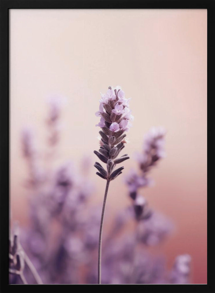 Lavender Detail Poster