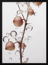 Drops On Leaf Poster