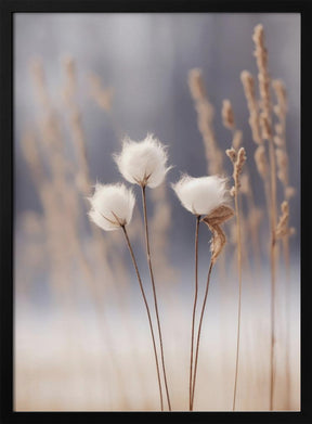 Cotton Flowers Poster