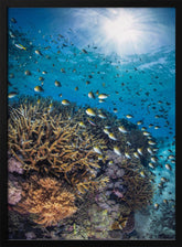 The damselfish against the light Poster