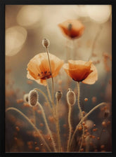 Poppy In Morning Sun Poster