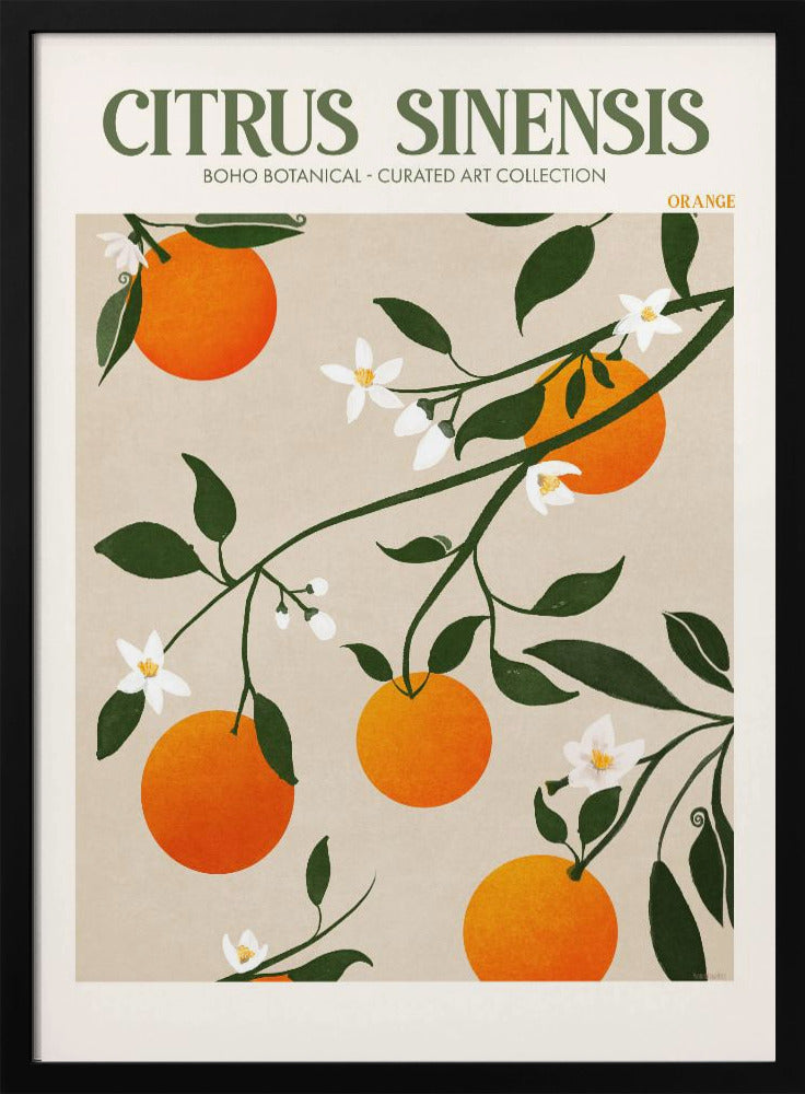 Citrus Sinensis - Orange Poster