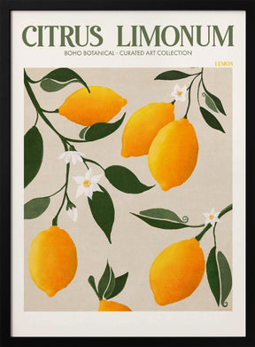 Citrus Limonum - Lemon Poster