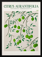 Citrus Aurantifolia - Lime Poster