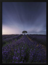 The tree and the lavender Poster