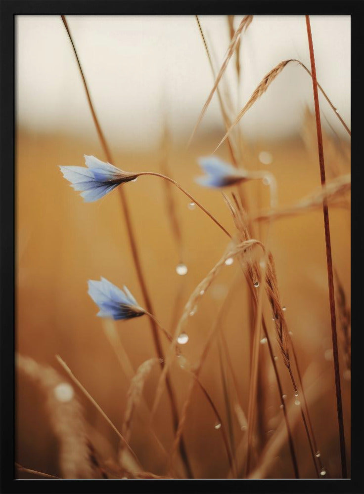 Blue Corn Flowers Poster