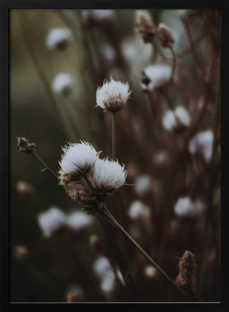 Low Light Nature Poster