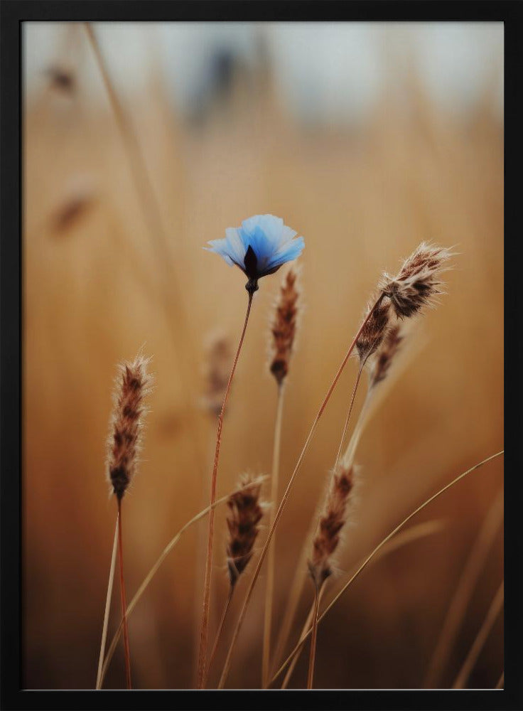 Blue Corn Flower Poster