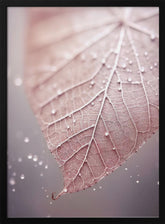 Rosy Leaf Poster