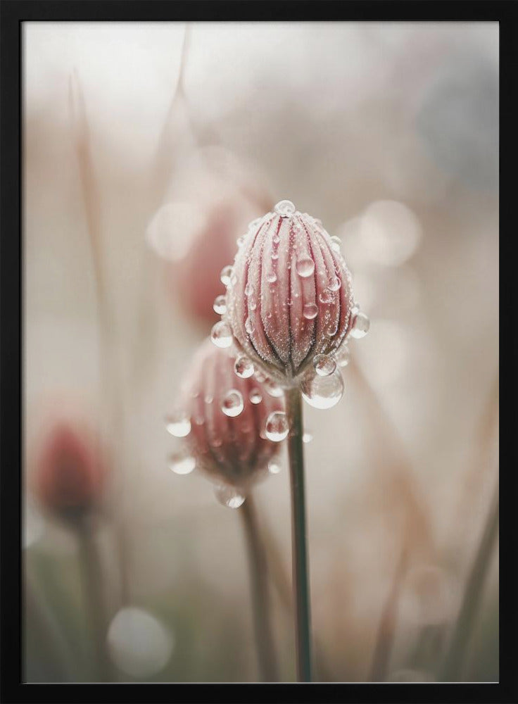 Pastel Nature Macro No 5 Poster