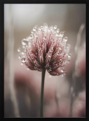 Pastel Nature Macro No 4 Poster