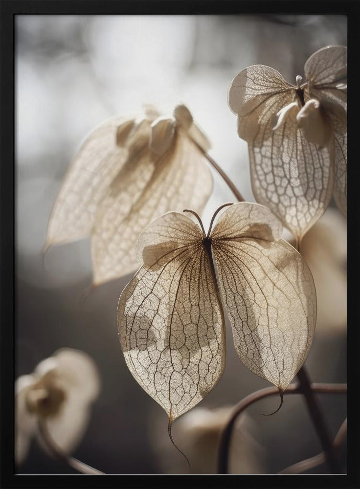 Butterfly Flower Poster