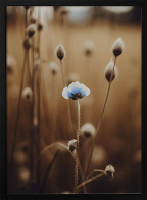 Blue Corn Flowers No 4 Poster