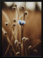 Blue Corn Flowers No 3 Poster