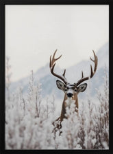 Curious Deer Poster