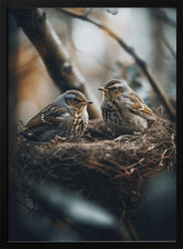 Birds In Nest No 2 Poster