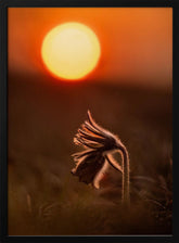 Pulsatilla nigricans Poster