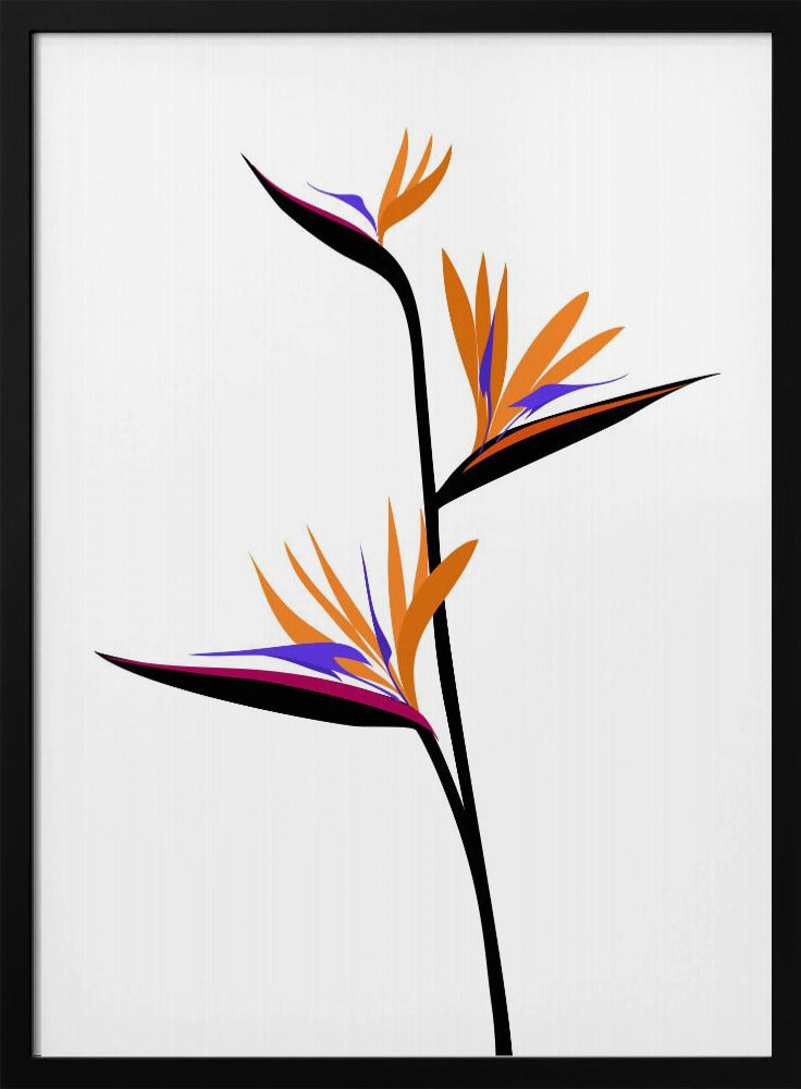 Bird of paradise in black Poster