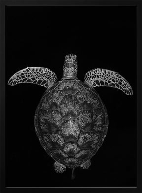 Green turtle on black and white Poster