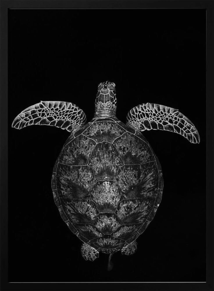 Green turtle on black and white Poster