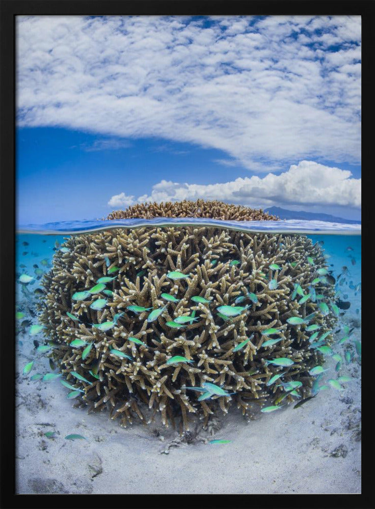 Coral Ball from Mayotte Poster