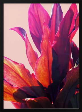 Fuchsia Leaves II Poster