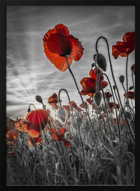 Fascinating poppies | colorkey Poster