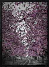 Amazing cherry blossom alley in pink Poster