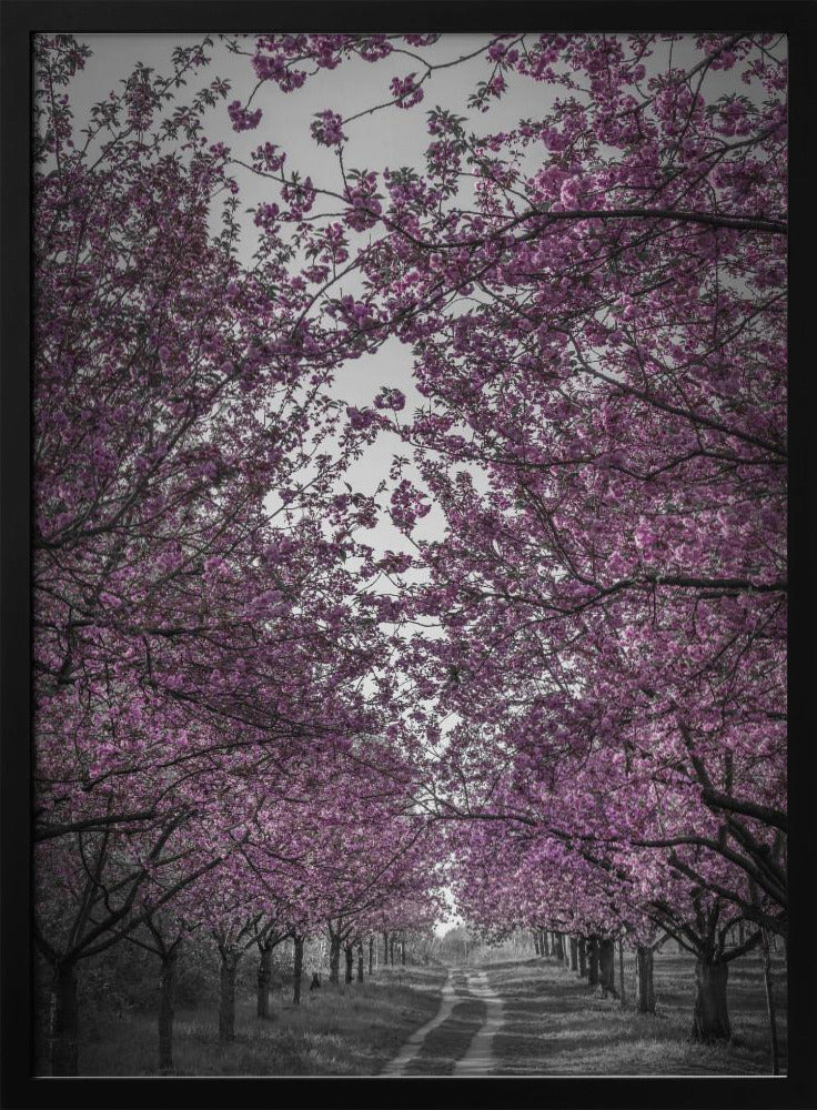 Amazing cherry blossom alley in pink Poster