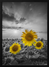 Yellow pop sunflowers Poster