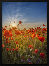 Gorgeous sunset in a poppy field Poster