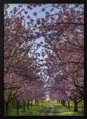 Idyllic cherry blossom trail Poster